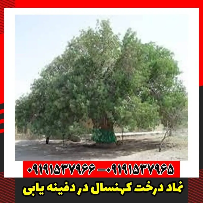 نماد درخت کهنسال در دفینه یابی