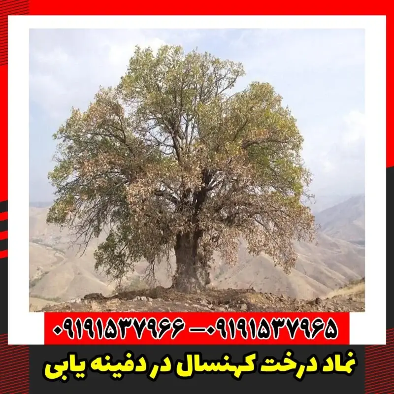نماد درخت کهنسال در دفینه یابی