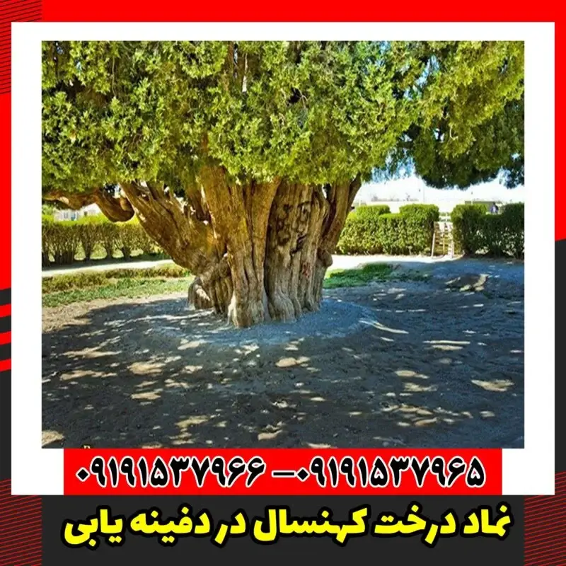 نماد درخت کهنسال در دفینه یابی