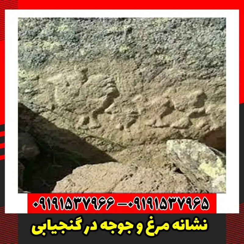 نشانه مرغ و جوجه در گنجیابی